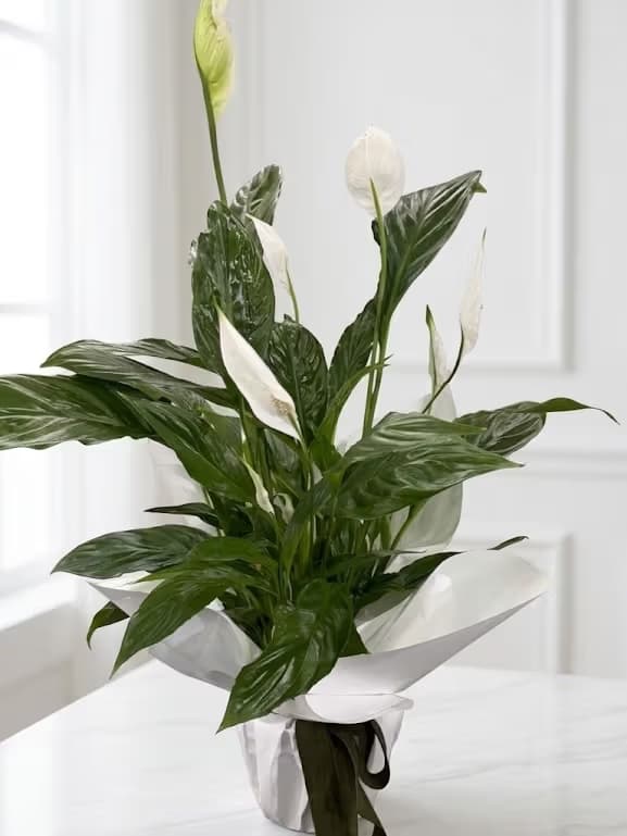 Спатифиллиум в подарочном оформлении
